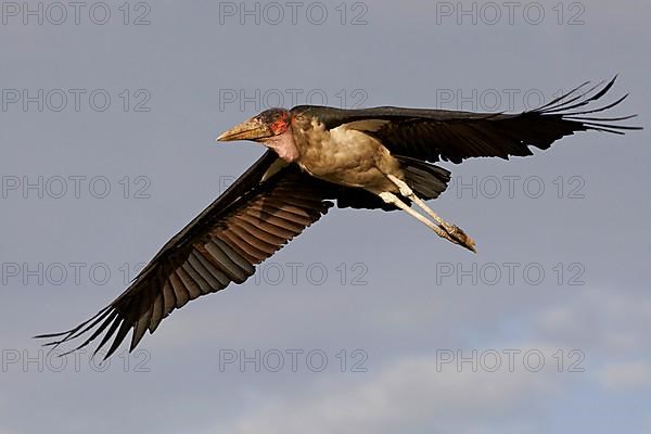 Marabou stork