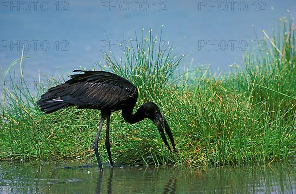 Moor-billed Stork