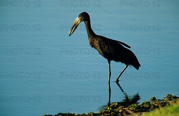 African Open-billed Stork