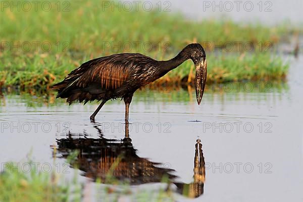 African Open-billed Stork