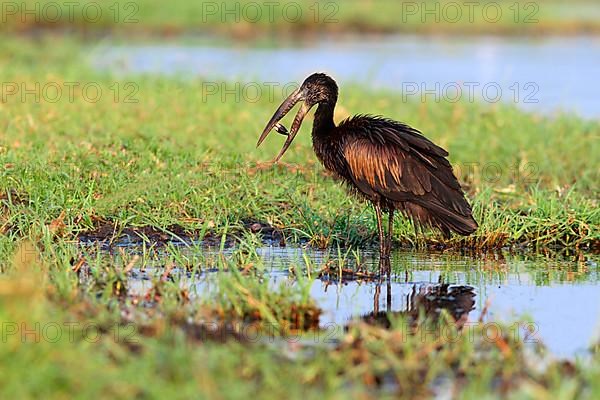 African Open-billed Stork