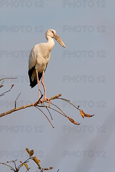 Asian openbills