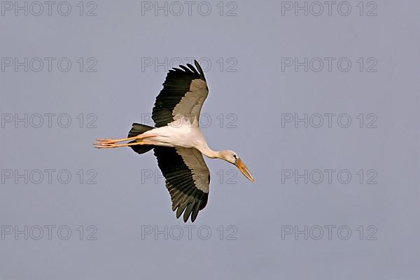 Asian Open-billed Stork