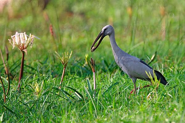 Asian Open-billed Stork