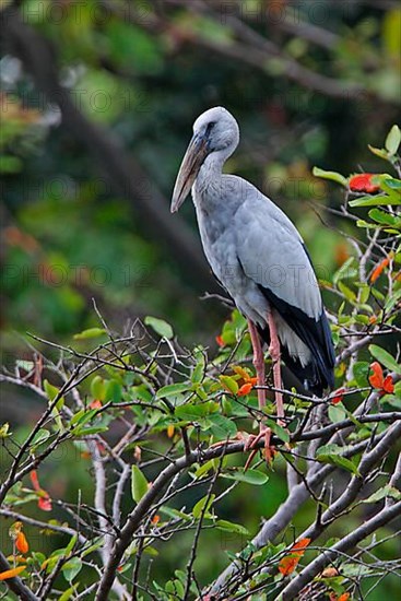 Asian Open-billed Stork