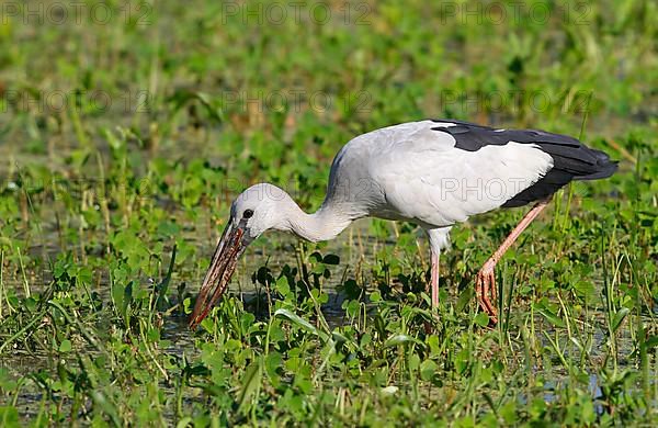 Asian openbills