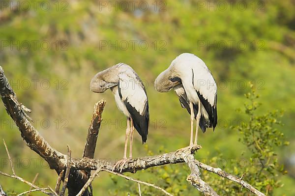 Asian openbills