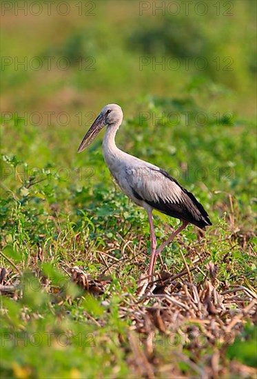 Asian Open-billed Stork