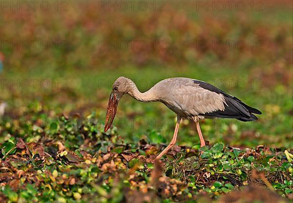 Asian Open-billed Stork