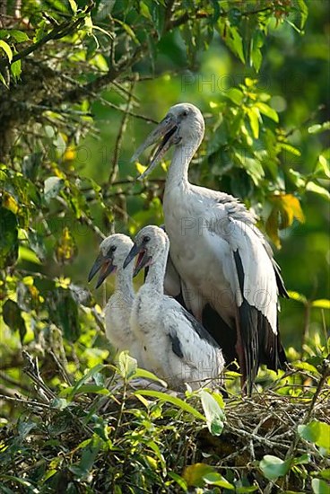 Asian openbills