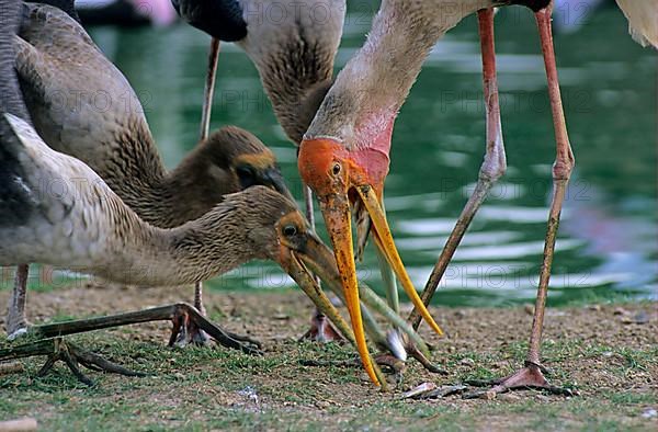 Painted painted stork