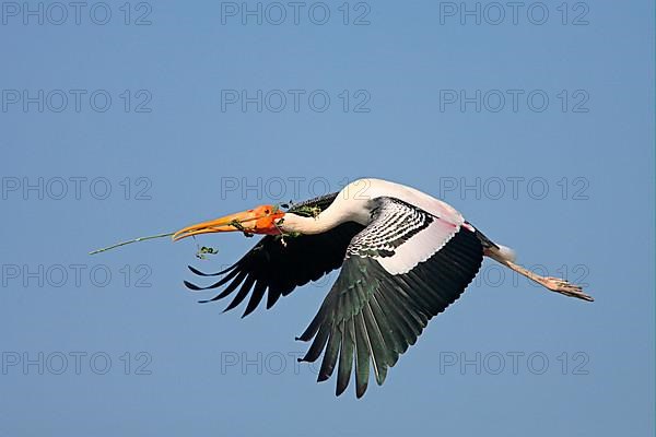 Painted Stork