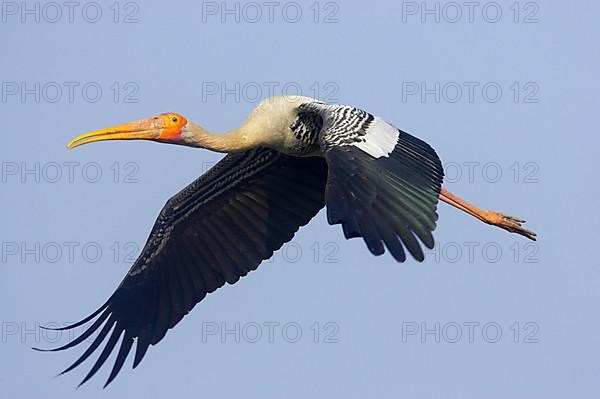 Painted Stork