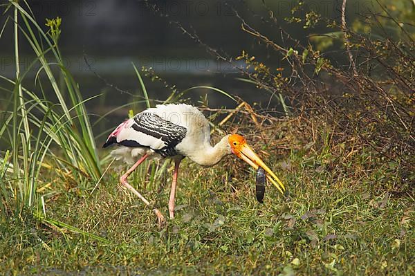 Painted Stork