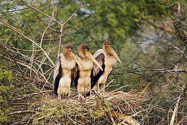 Painted Stork