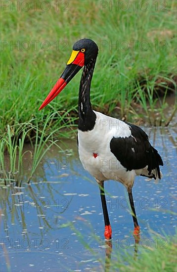 Saddle-billed stork