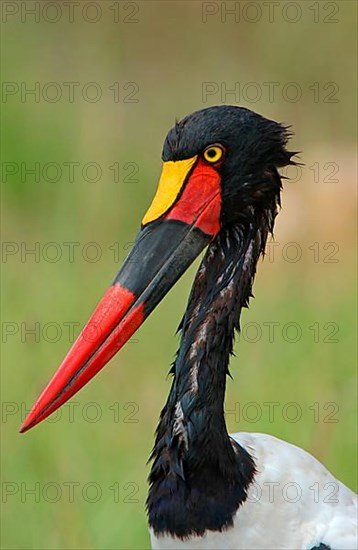 Saddle-billed stork
