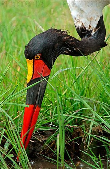 Saddle-billed stork