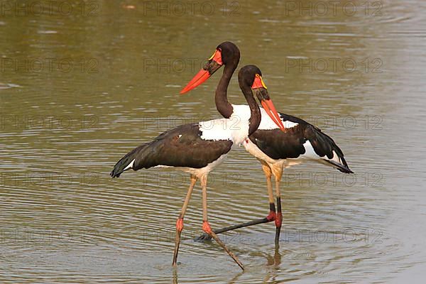 Saddle-billed Stork