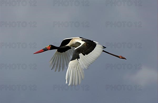 Saddle-billed stork