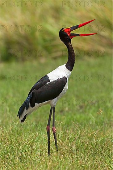 Saddle-billed stork