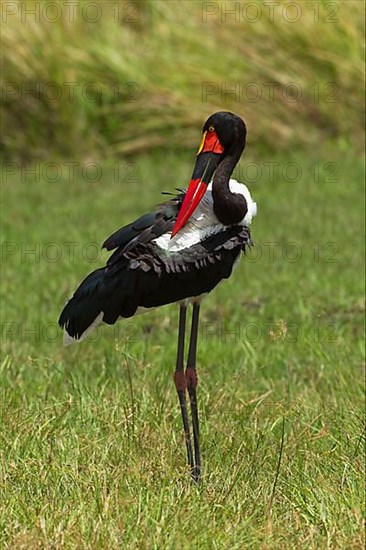 Saddle-billed stork