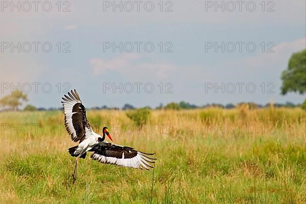 Saddle-billed stork