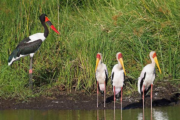 Saddle-billed stork