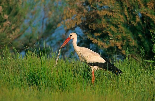 White Stork