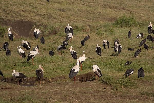 White Stork