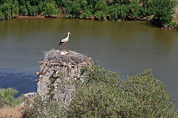 White Stork