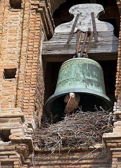 White stork