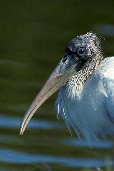 Wood Stork