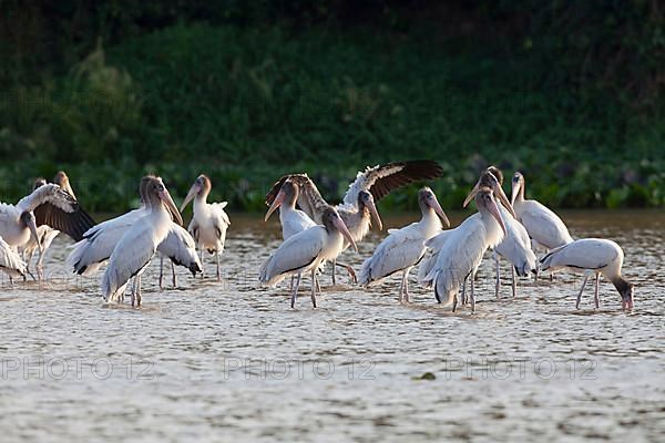 Young birds of the wood stork