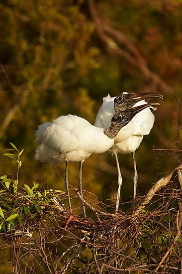 Wood stork