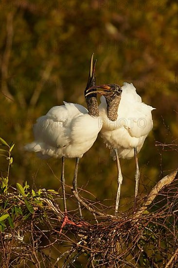 Wood stork