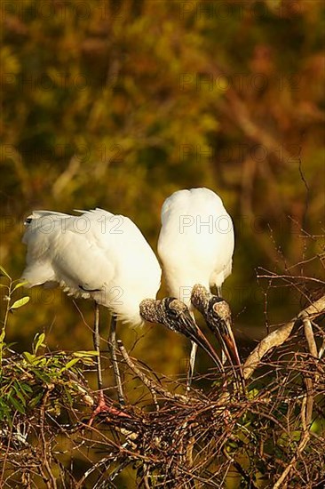 Wood stork