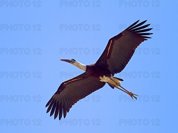 Woolly-necked stork