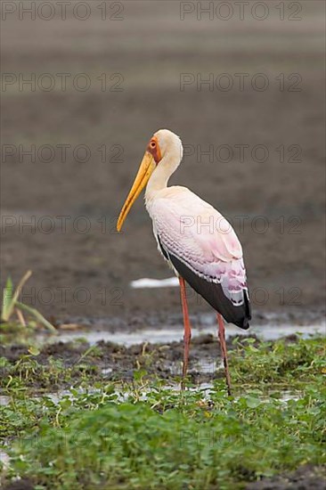 Yellow Billed Stork