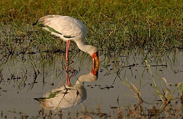 African Yellow-billed Stork