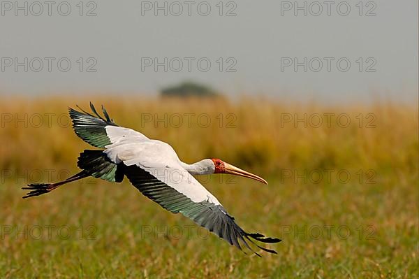 African Yellow-billed Stork