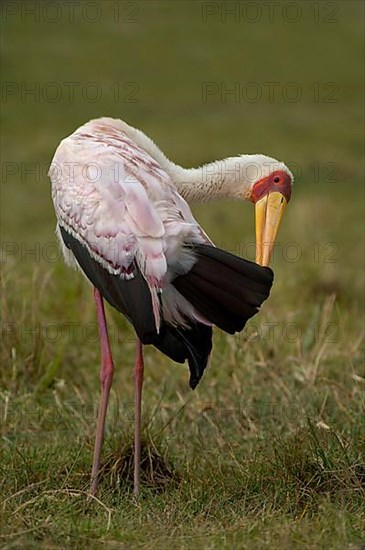 African Mimic Stork Mimic Stork