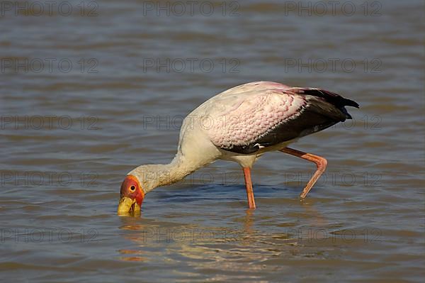 Yellow-billed Stork