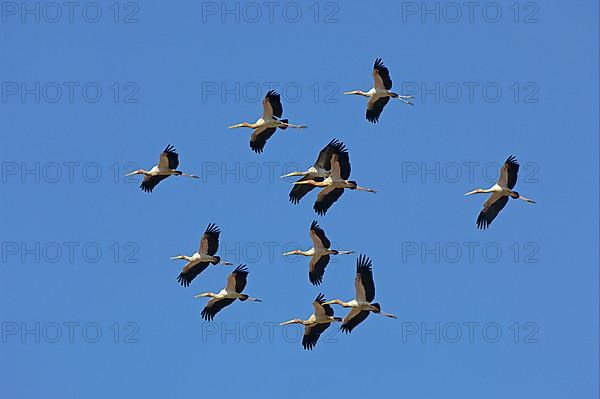 Yellow-billed Stork