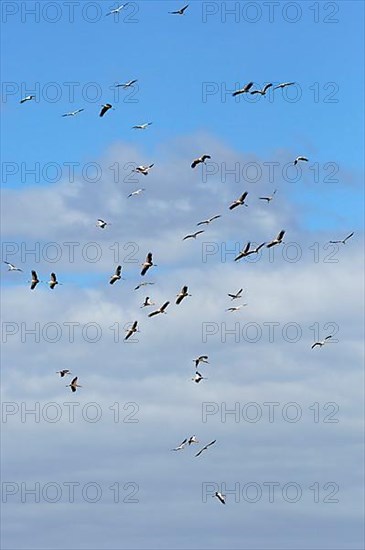 Yellow-billed Stork