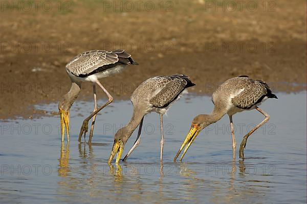 Yellow-billed Stork