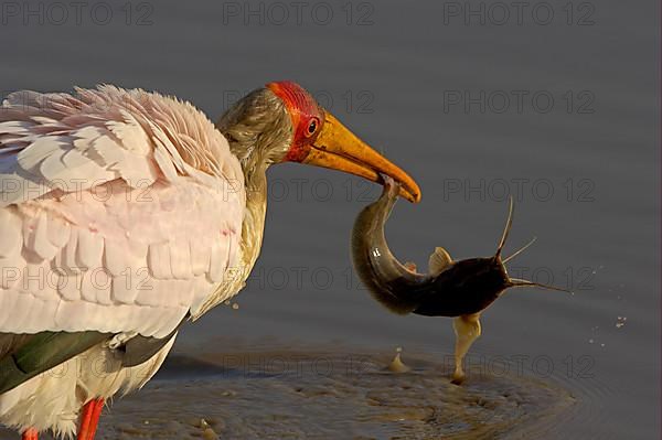 African Yellow-billed Stork