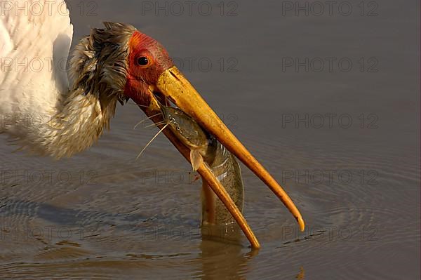 African Yellow-billed Stork