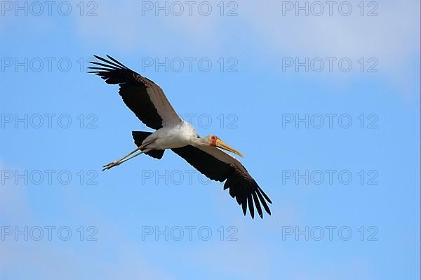 African Mimic Stork Mimic Stork