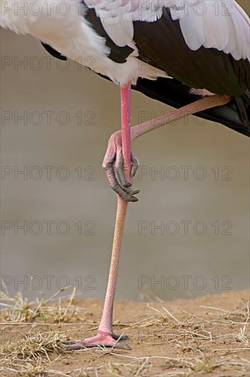 African Yellow-billed Stork